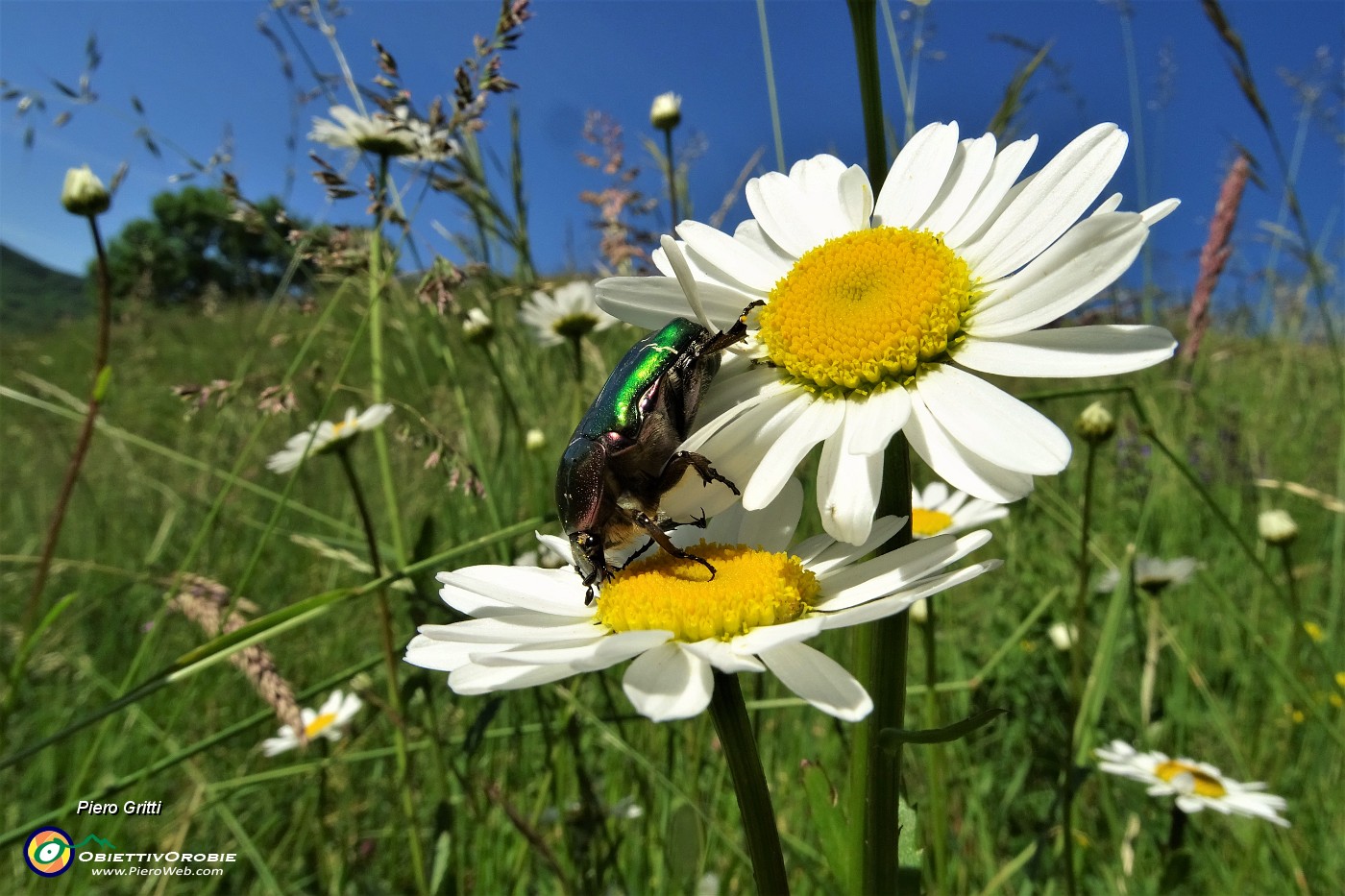 05 Cetonia dorata (Cetonia aurata), 'maggiolino verde' su margherite.JPG